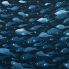 WP16-AugustSchool-500px.png